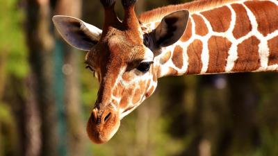 Giraffe muzzle spotted image 4k wallpaper