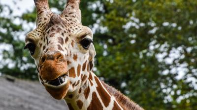 Giraffe muzzle spotted 4k wallpaper