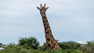 Giraffe trees animal 4k wallpaper