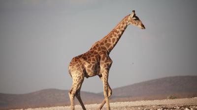 Giraffe walk africa 4k wallpaper