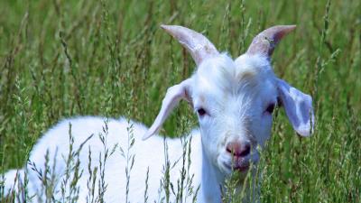 Goat cub grass walk 4k wallpaper