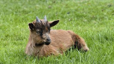 Goat horns gras 4k wallpaper