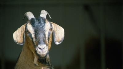 Goat horns hoove 4k wallpaper