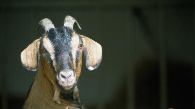 Goat horns hooves 4k wallpaper