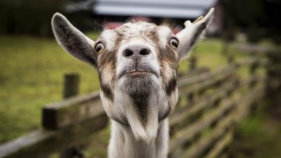 Goat muzzle funny 4k wallpaper