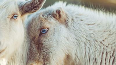 Goats muzzle blue eyes 4k wallpaper