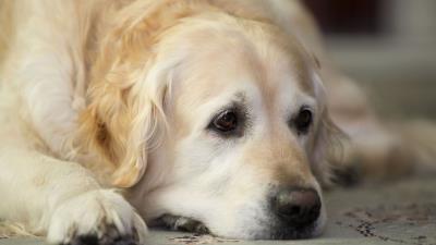Golden retriever dog muzzle lay sad cut 4k wallpaper