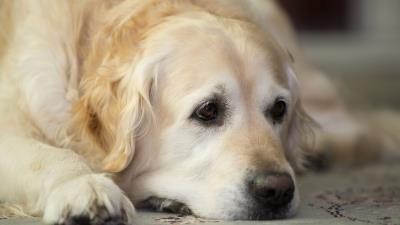 Golden retriever dog muzzle lay sad cute 4k wallpaper