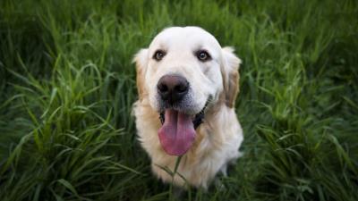 Golden retriever dog muzzle 4k wallpaper