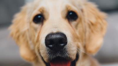 Golden retriever dog puppy muzzle 4k wallpaper
