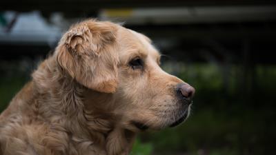 Golden retriever muzzle eyes 4k wallpaper