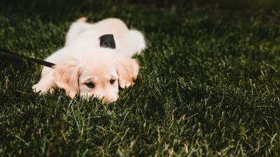 Golden retriever puppy dog 4k wallpaper