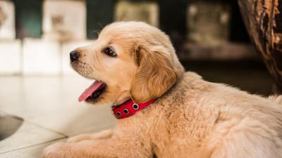 Golden retriever puppy lying collar 4k wallpaper