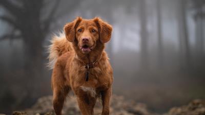 Golden retriever retriever dog image 4k wallpaper