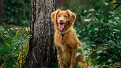 Golden retriever retriever dog protruding tongue 4k wallpaper