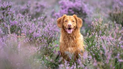 Golden retriever retriever dog 4k wallpaper