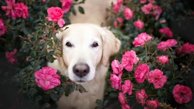 Golden retriever roses hd 4k wallpaper