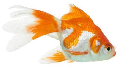 Goldfish white background close up 4k wallpaper