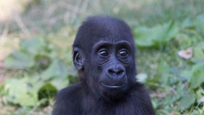 Gorilla monkey baby muzzle 4k wallpaper