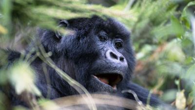 Gorilla monkey face eye 4k wallpaper