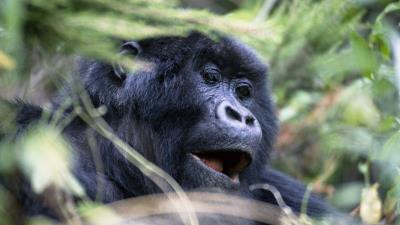 Gorilla monkey face eyes 4k wallpaper