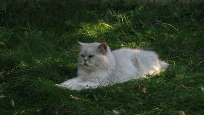 Grass cat furry lying fat 4k wallpaper