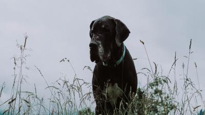 Great dane dog grass muzzle 4k wallpaper