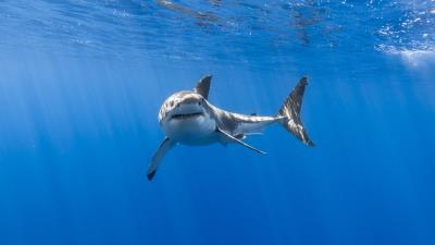 Great white shark underwater hd 4k wallpaper