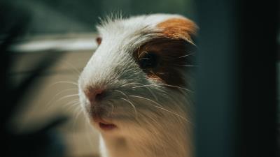 Guinea pig animal cute 4k wallpaper