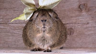 Guinea pig leaves animal 4k wallpaper