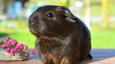 Guinea pig rodent cute 4k wallpaper