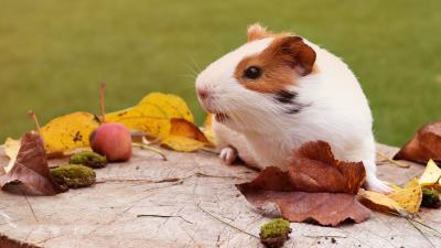 Guinea pig rodent foliage autumn 4k wallpaper