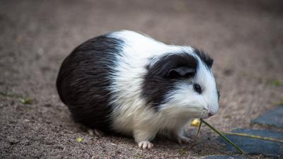 Guinea pig rodent spotted 4k wallpaper