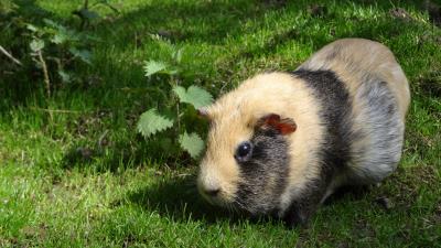 Guinea pig rodent striped grass 4k wallpaper