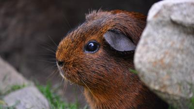 Guinea pig sitting rodent 4k wallpaper