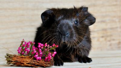 Guinea pig snout rodent flowers 4k wallpaper