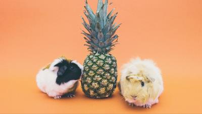 Guinea pigs pineapple rodent 4k wallpaper