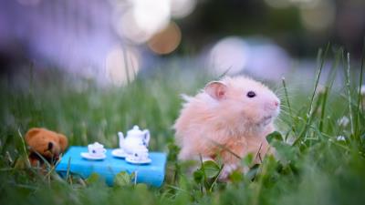 Hamster bear toy tea grass tableware 4k wallpaper