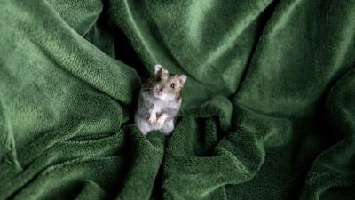 Hamster blanket pet 4k wallpaper