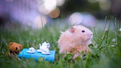 Hamster tea party game grass 4k wallpaper
