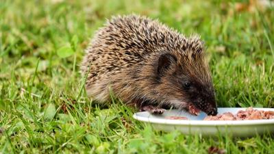 Hedgehog dish food grass 4k wallpaper