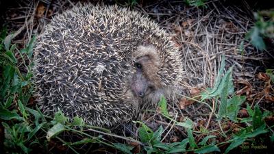 Hedgehog grass fall nose 4k wallpaper