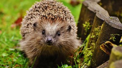 Hedgehog grass thorn glance 4k wallpaper