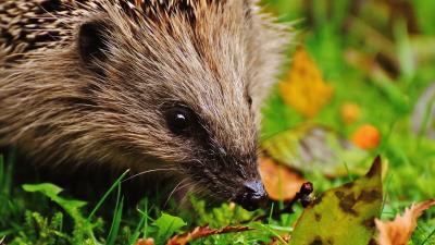 Hedgehog muzzle spikes leaves 4k wallpaper