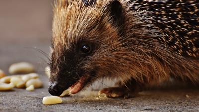 Hedgehog prickles meal muzzle 4k wallpaper