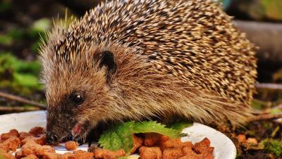 Hedgehog spines food 4k wallpaper