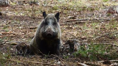 Hog boar wild wood 4k wallpaper