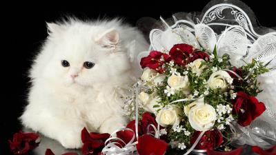 Holiday roses bouquet cat white fluffy 4k wallpaper