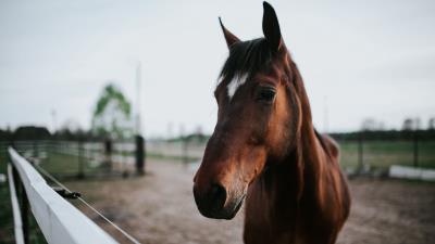 Horse brown look 4k wallpaper