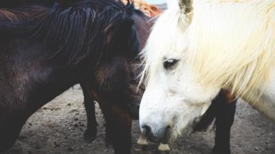 Horse couple mane 4k wallpaper